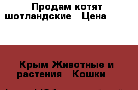 Продам котят шотландские › Цена ­ 4 000 - Крым Животные и растения » Кошки   